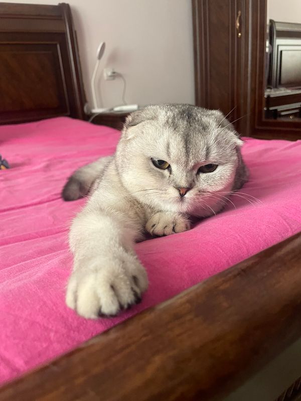 Shotlandskiy SHINSHILLA Shotlandskiy SHINSHILLA