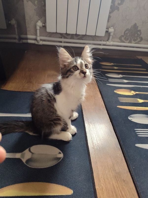 Кошка домашние животные