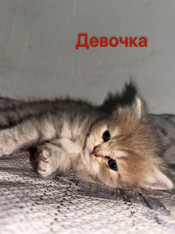 Катят Скотиш фолд, страйт