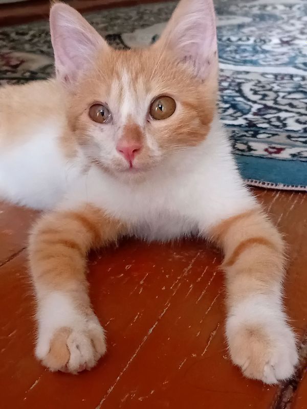 Mushuk sotaman Mushuk sotaman