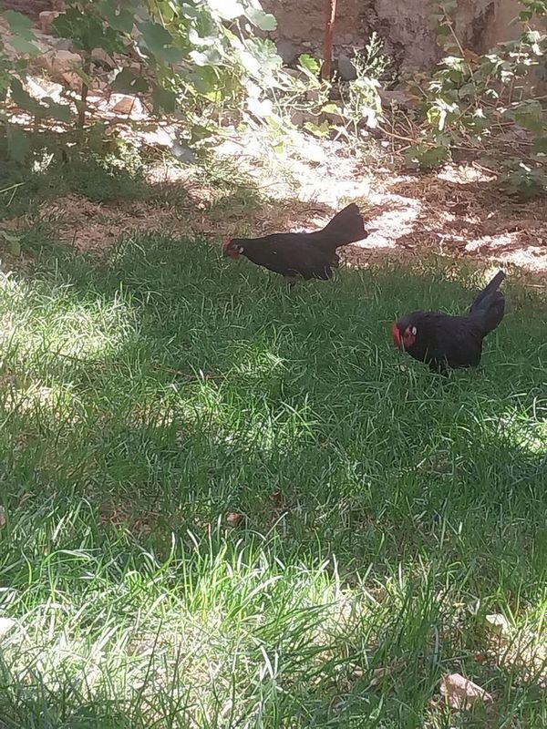 bantam жужа ва хурозлар сотилади bantam жужа ва хурозлар сотилади