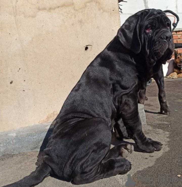 Неаполитанский Мастиф Неаполитанский Мастиф