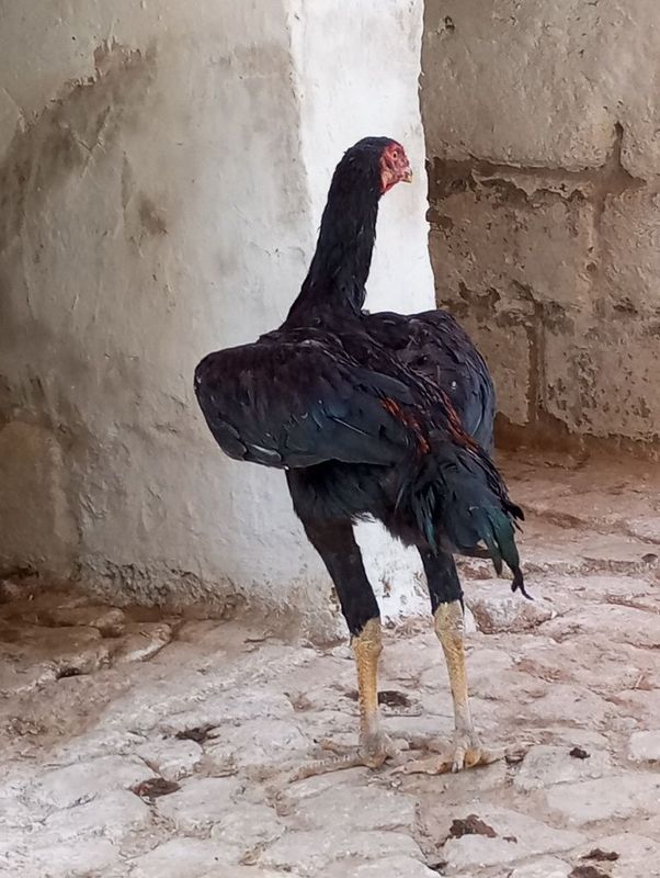 Vetnam zotli xoʻroz Vetnam zotli xoʻroz