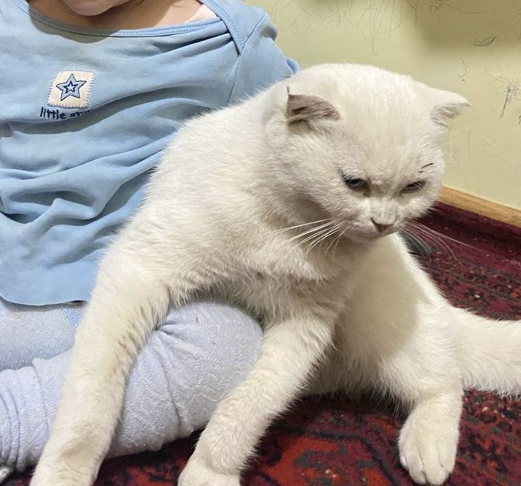 Шотландские фолд котята, 2 месяца (разные окрасы) Шотландские фолд котята, 2 месяца (разные окрасы)