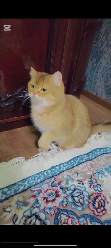 Продается шиншилла кошка Продается шиншилла кошка