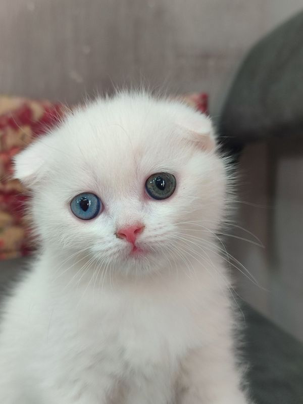 Мушук сотилади. Скоттиш фолд Мушук сотилади. Скоттиш фолд