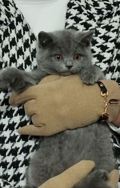 Кошка, котйонок, мушук, британка, british blue