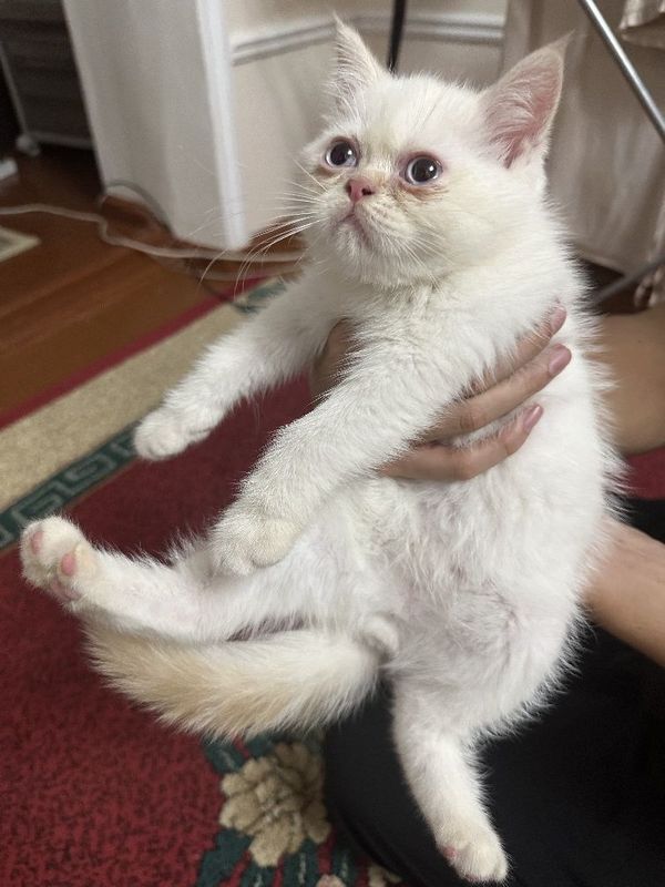 Экзотическая короткошёрстная девочка Экзотическая короткошёрстная девочка