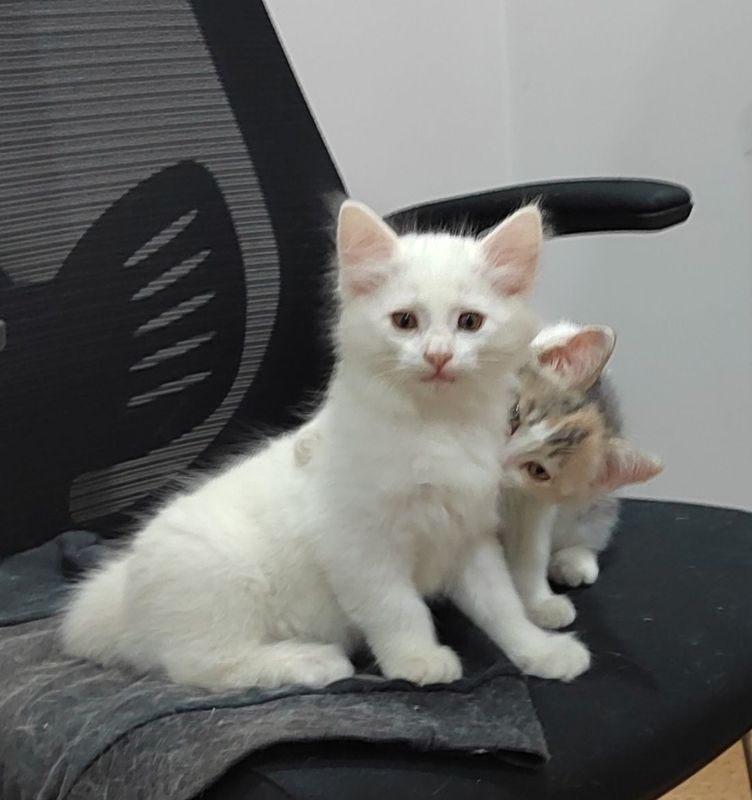 Продаются котята Продаются котята