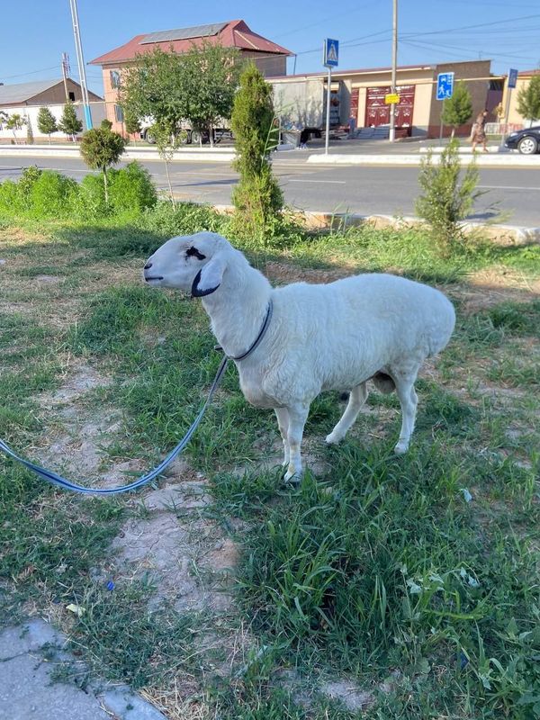 кучкорлар сотилади кучкорлар сотилади