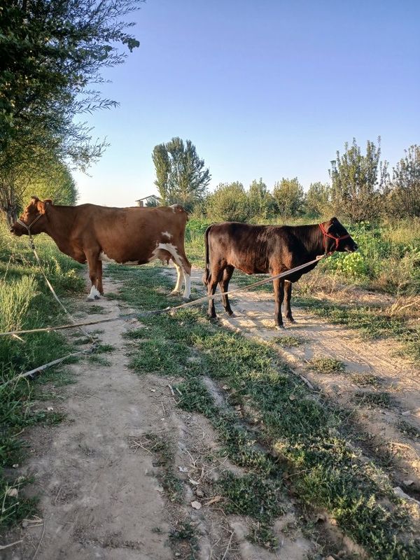 Ona bola sigir sotiladi bolasi g'unajin