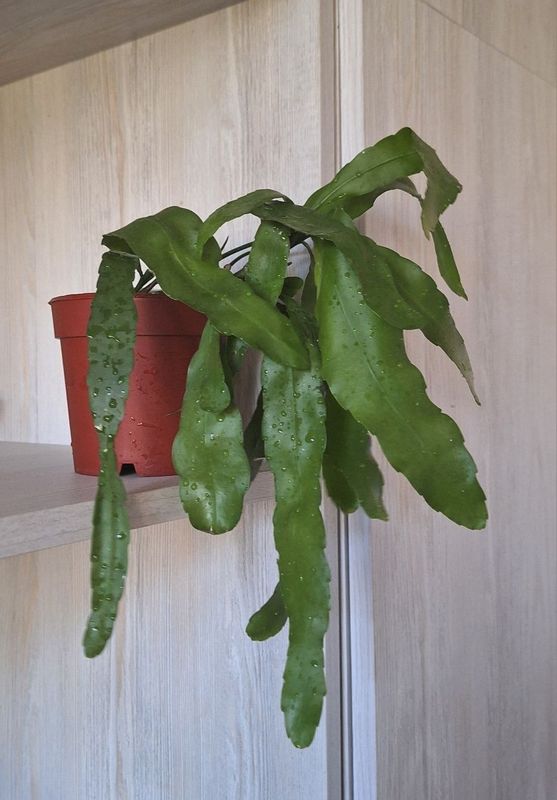Эпифиллум лесной кактус