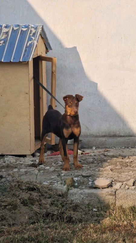 Doberman iti Doberman iti