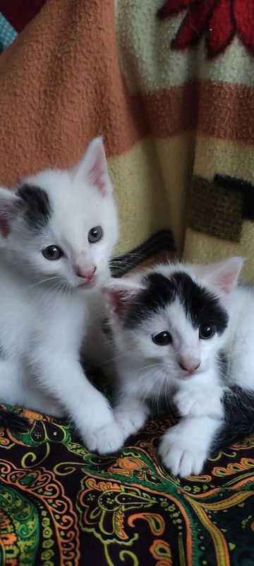 Отдам котят в хорошие руки Отдам котят в хорошие руки