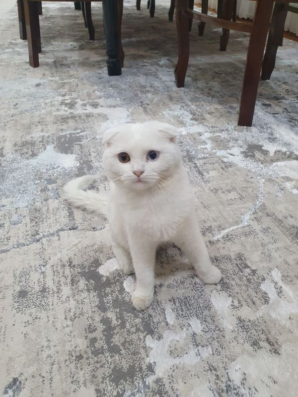 Skotishfold Скотишфолд Skotishfold Скотишфолд