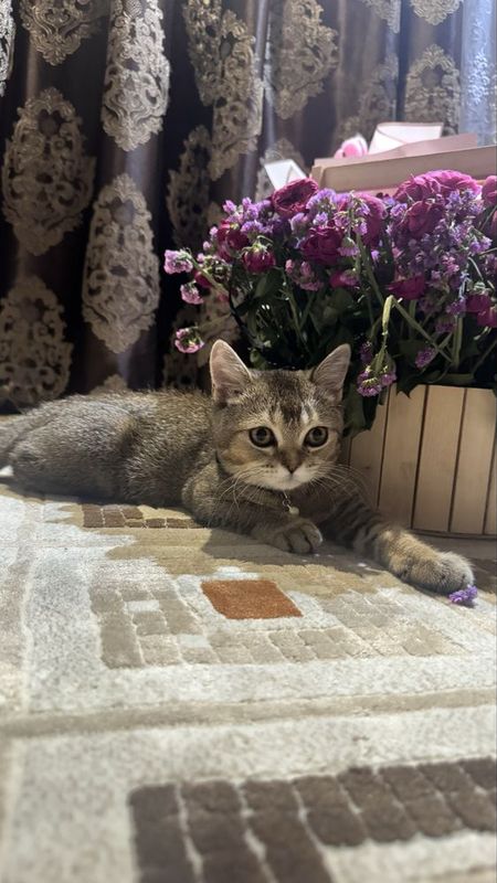 Вязка кота золотая шиншилла