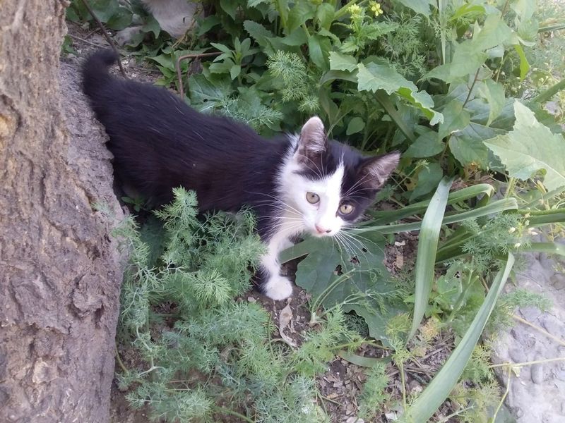 Котята девочки в добрые руки домашние, игривые, добрые, ласковые. Котята девочки в добрые руки домашние, игривые, добрые, ласковые.