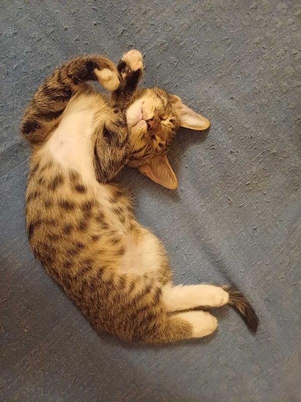 Котята в добрые руки Котята в добрые руки