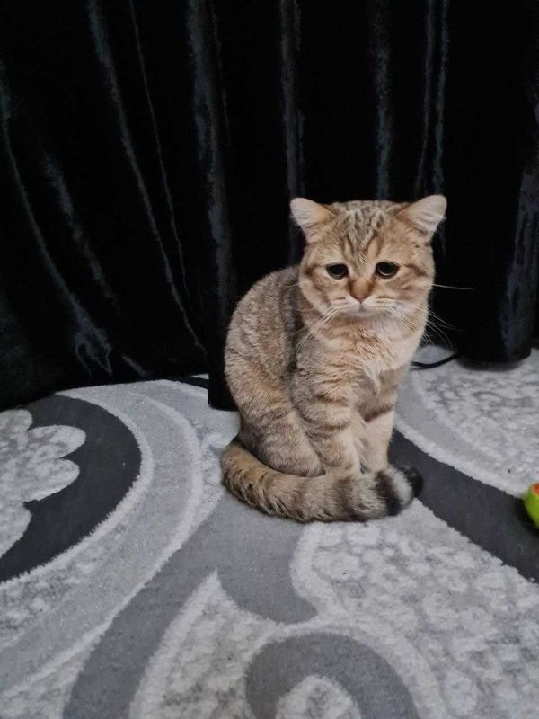 Кот для вязки, красивый, здоровый, ждёт кошек для вязки Кот для вязки, красивый, здоровый, ждёт кошек для вязки