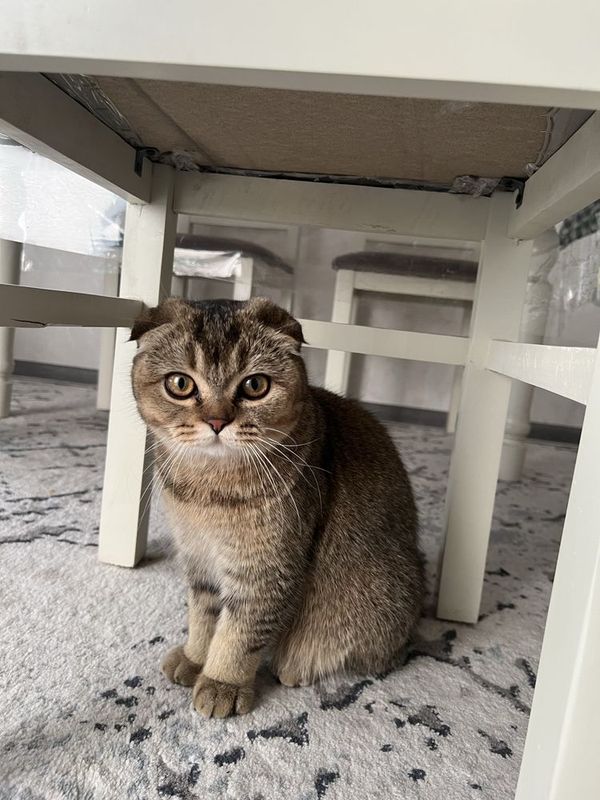 Scottish Fold / Шотландская вислоухая Scottish Fold / Шотландская вислоухая