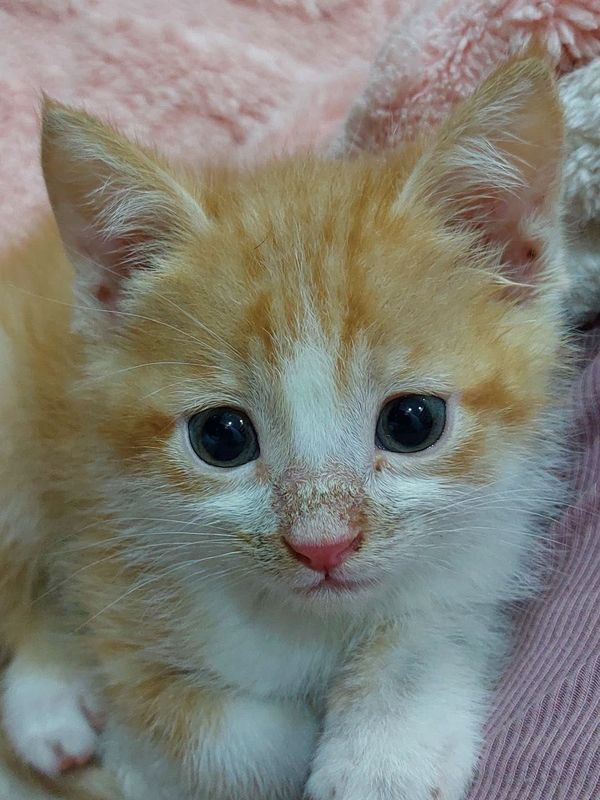 Котенок в добрые руки Котенок в добрые руки