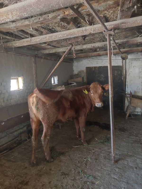 Parodalik G‘unojinlar sotiladi Parodalik G‘unojinlar sotiladi