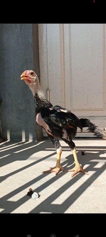 Dakan jojala sotiladi Dakan jojala sotiladi
