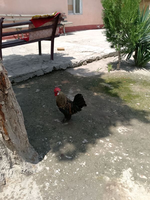 товук ва хороз