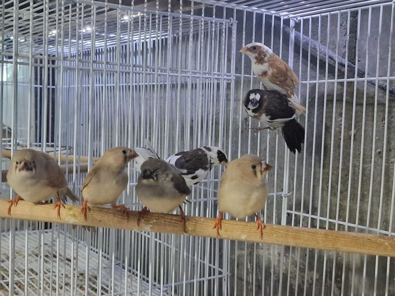 Зебровые и японские амадинки Зебровые и японские амадинки