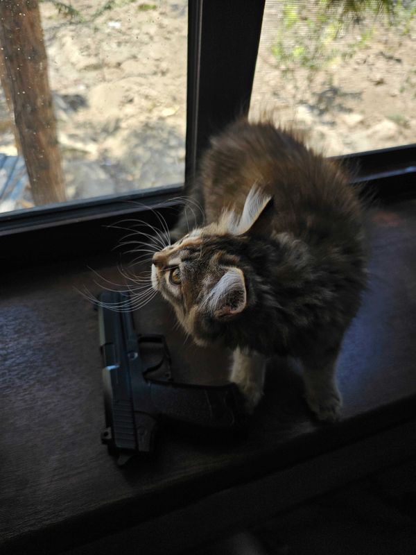 Котенок 3 месяца девочка
