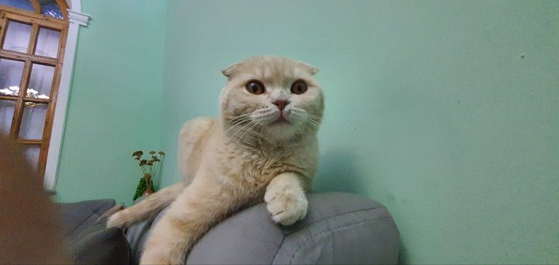 Scottish fold мальчик