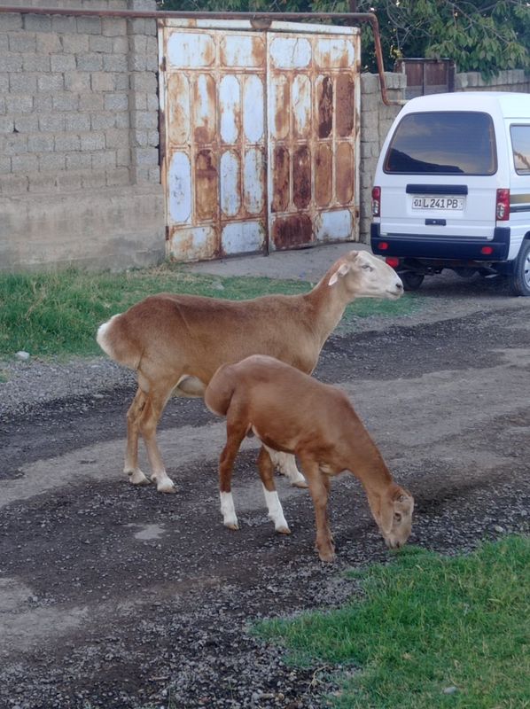 Avğon ona qõy sotiladi