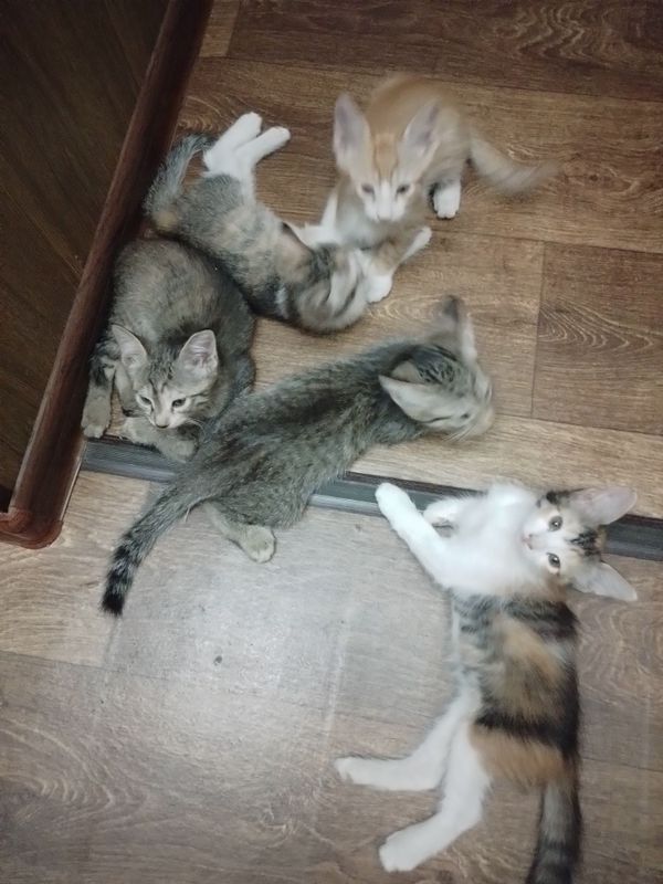 Отдам котят в добрые руки