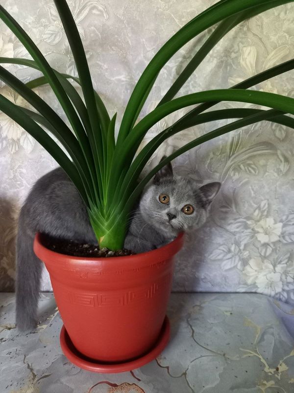 Продается кошечка скотиш страйт Продается кошечка скотиш страйт