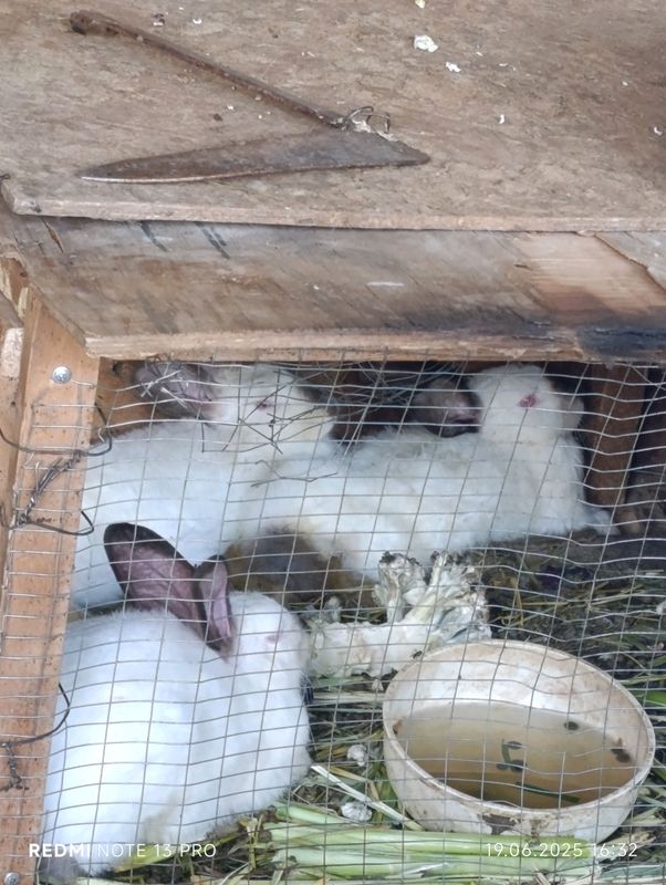 quyon Kaliforniya yeb ichi hammasiga javob beraman
