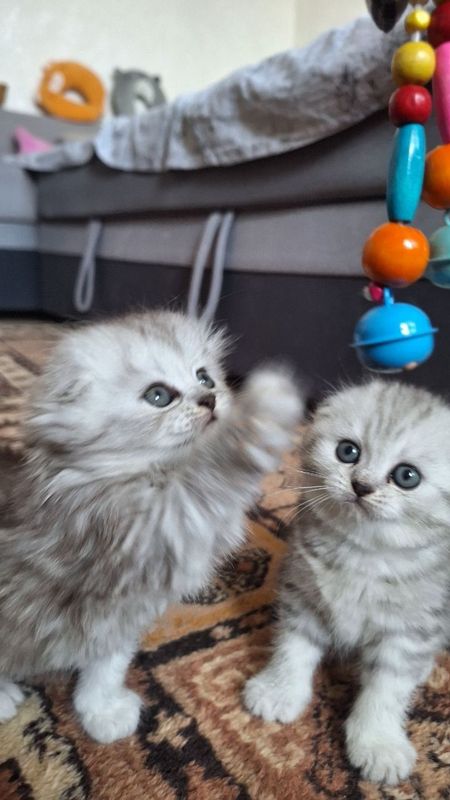 Котята скотиш фолд Котята скотиш фолд
