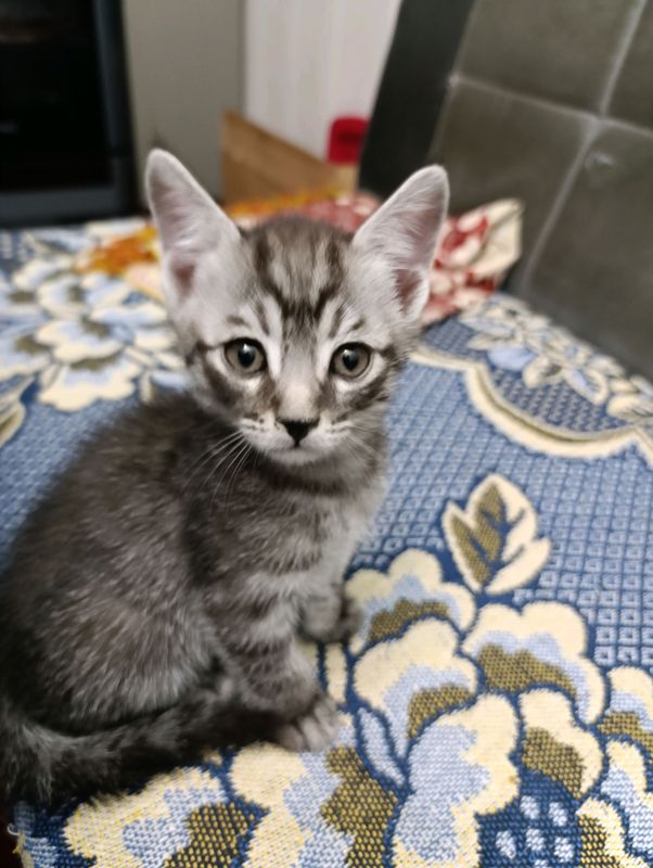 котята