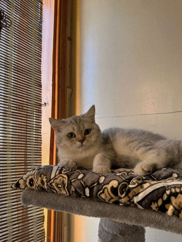 Продаётся Шотландский скотиш фолд