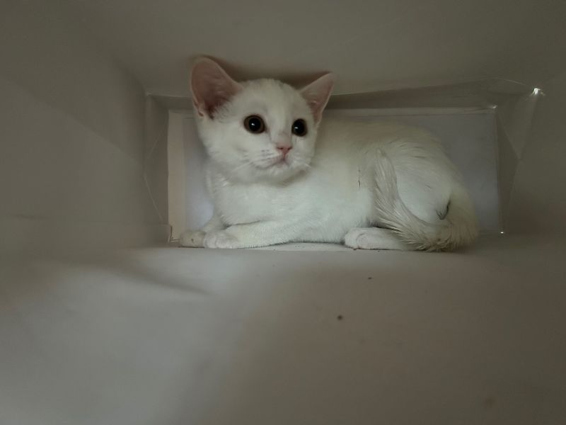 Продается котенок Продается котенок