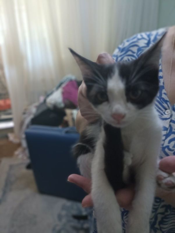 Котенок в добрые руки Котенок в добрые руки