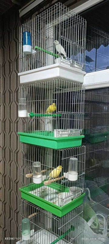 Продаются конарейки Продаются конарейки