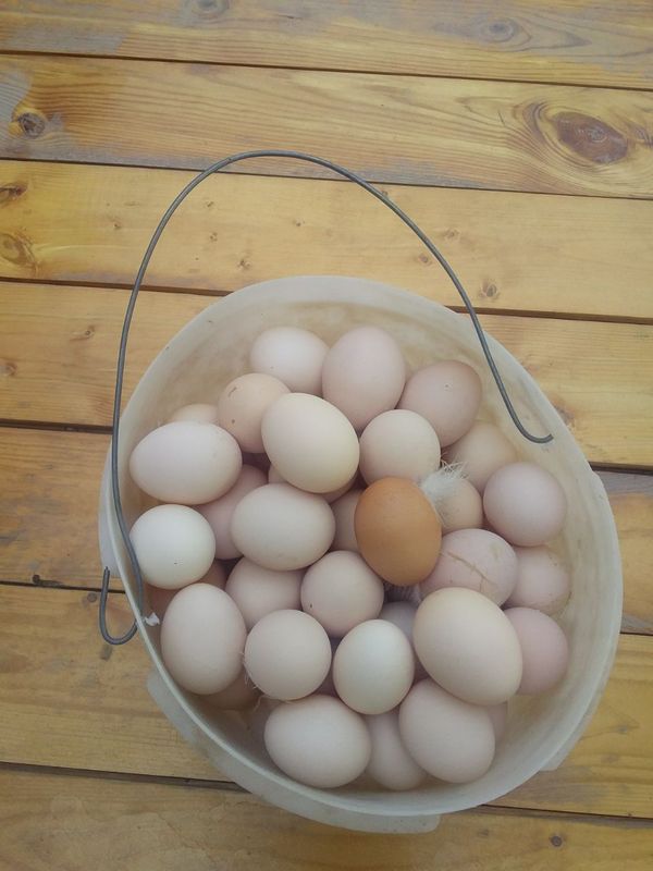 Damashniy tuxumlar bor Damashniy tuxumlar bor