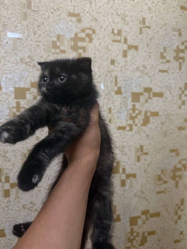 Шотландская Вислоуха кошка