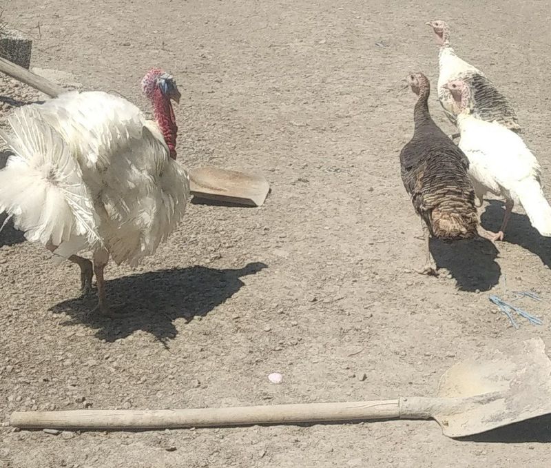 Kurka 3 ta tovuq 7 ta Xuroz 1 ta Kurka 3 ta tovuq 7 ta Xuroz 1 ta
