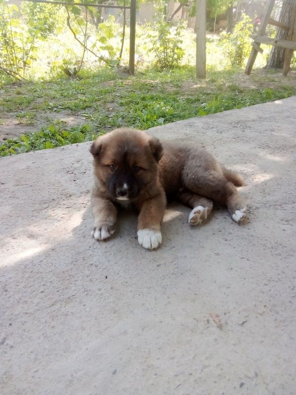 Alabay 1 oylik kuchuk sotiladi