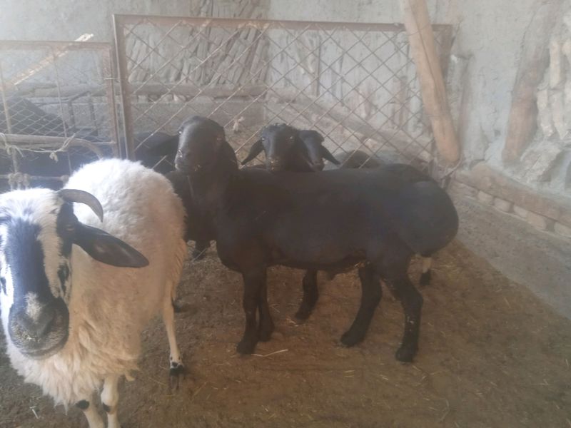 qoʻy yetqazib beramiz qoʻy yetqazib beramiz