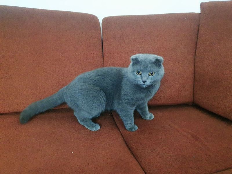 Mushuk sotiladi Scottish fold Mushuk sotiladi Scottish fold