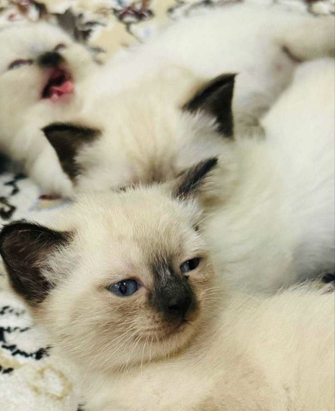 Сиамские котята Сиамские котята