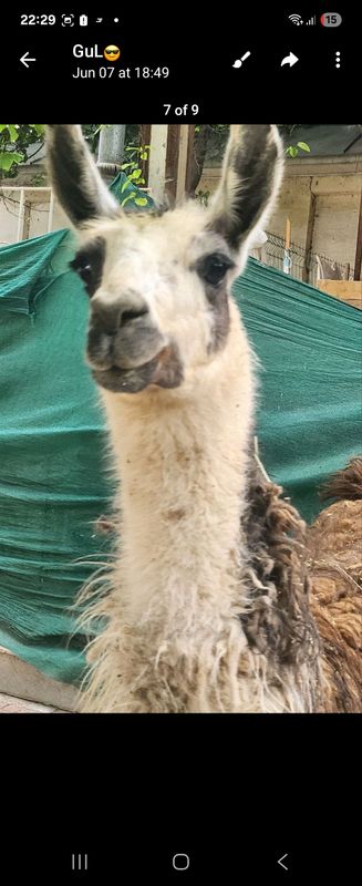 Lama Lama