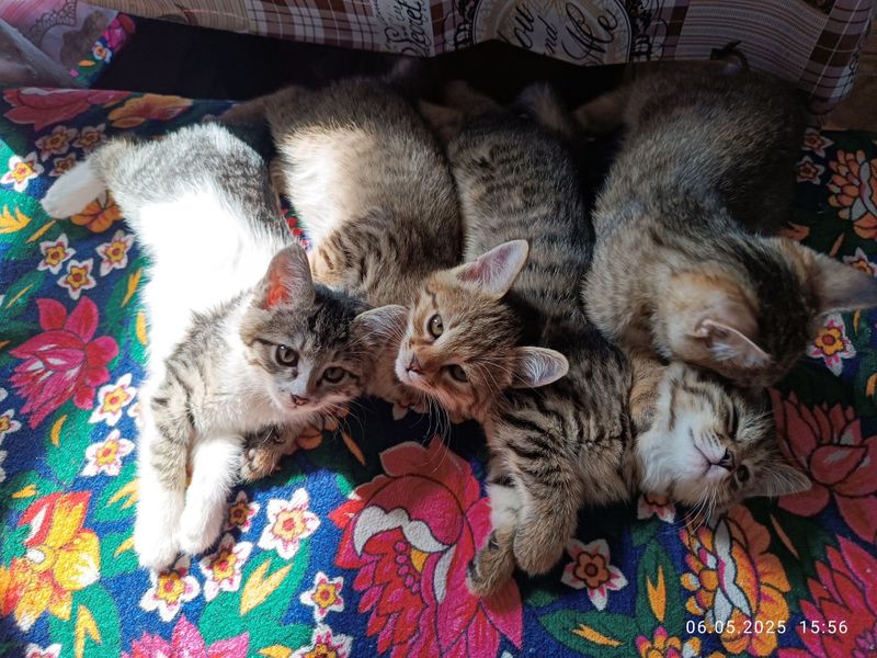 Котята хорошие в руки возраст два месяца Котята хорошие в руки возраст два месяца